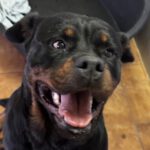 Rottweiler Baguera, 07/2021, ca. 60 cm