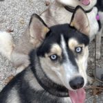 Husky Balto, 06/2024, ca. 58 cm, 94034 Passau