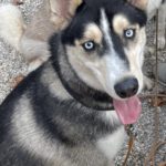 Husky Balto, 06/2024, ca. 58 cm, 94034 Passau