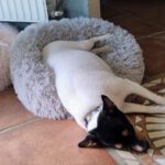 Bodeguero Mischling Bambi, 11/2023, ca 36 cm, 67269 Grünstadt