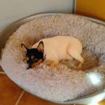 Bodeguero Mischling Bambi, 11/2023, ca 36 cm, 67269 Grünstadt