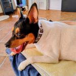 Bodeguero Mischling Bambi, 11/2023, ca 36 cm, 67269 Grünstadt