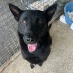 Malinois Mischling Belcha, 06/2023, ca. 65 cm