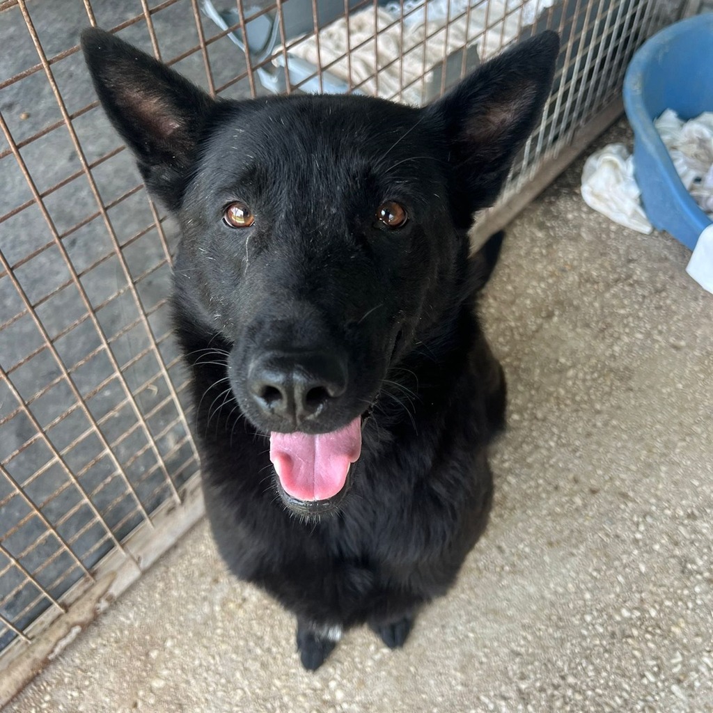 Malinois Mischling Belcha, 06/2023, ca. 65 cm