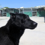 Malinois Mischling Belcha, 06/2023, ca. 65 cm