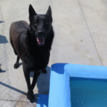 Malinois Mischling Belcha, 06/2023, ca. 65 cm
