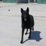 Malinois Mischling Belcha, 06/2023, ca. 65 cm