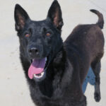 Malinois Mischling Belcha, 06/2023, ca. 65 cm