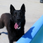 Malinois Mischling Belcha, 06/2023, ca. 65 cm
