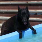 Malinois Mischling Belcha, 06/2023, ca. 65 cm