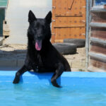 Malinois Mischling Belcha, 06/2023, ca. 65 cm