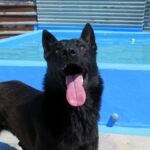 Malinois Mischling Belcha, 06/2023, ca. 65 cm