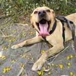 Labrador Bluey,12/2022, ca. 50 cm