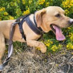 Labrador Bluey,12/2022, ca. 50 cm
