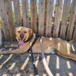 Labrador Bluey,12/2022, ca. 50 cm