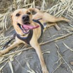 Labrador Bluey,12/2022, ca. 50 cm
