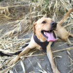 Labrador Bluey,12/2022, ca. 50 cm