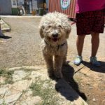 Wasserhund Bob, 06/2017, ca. 55 cm