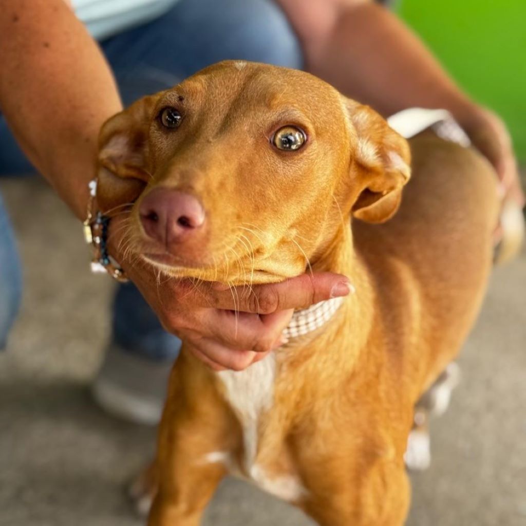 Podenco Buffy, 01/2026, Endgröße ca. 45 cm