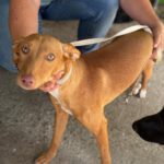 Podenco Buffy, 01/2026, Endgröße ca. 45 cm