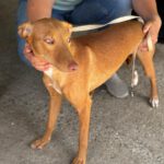 Podenco Buffy, 01/2026, Endgröße ca. 45 cm
