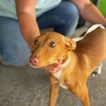 Podenco Buffy, 01/2026, Endgröße ca. 45 cm