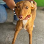 Podenco Buffy, 01/2026, Endgröße ca. 45 cm