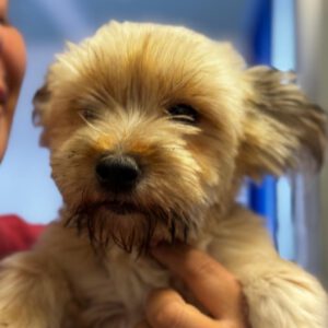Yorkshire Terrier Mischling Candela, 02/2024, ca. 36 cm