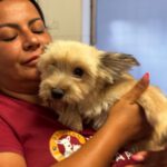 Yorkshire Terrier Mischling Candela, 02/2024, ca. 36 cm