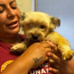 Yorkshire Terrier Mischling Candela, 02/2024, ca. 36 cm