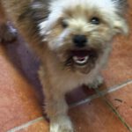 Yorkshire Terrier Mischling Candela, 02/2024, ca. 36 cm