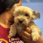 Yorkshire Terrier Mischling Candela, 02/2024, ca. 36 cm