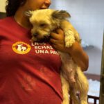 Yorkshire Terrier Mischling Candela, 02/2024, ca. 36 cm