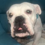 American Bulldog Channel, 09/2022, ca. 50 cm