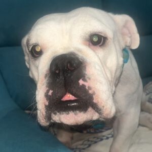 American Bulldog Channel, 09/2022, ca. 50 cm
