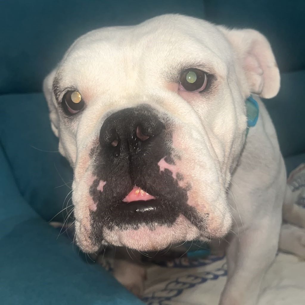 American Bulldog Channel, 09/2022, ca. 50 cm