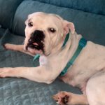 American Bulldog Channel, 09/2022, ca. 50 cm