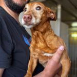 Podenco Maneto Chispa, 08/2013, ca. 35 cm