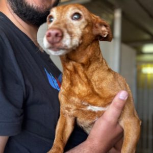 Podenco Maneto Chispa, 08/2013, ca. 35 cm