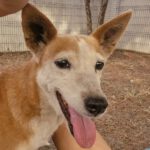 Podenco Chispi, 10/2014, ca. 45 cm