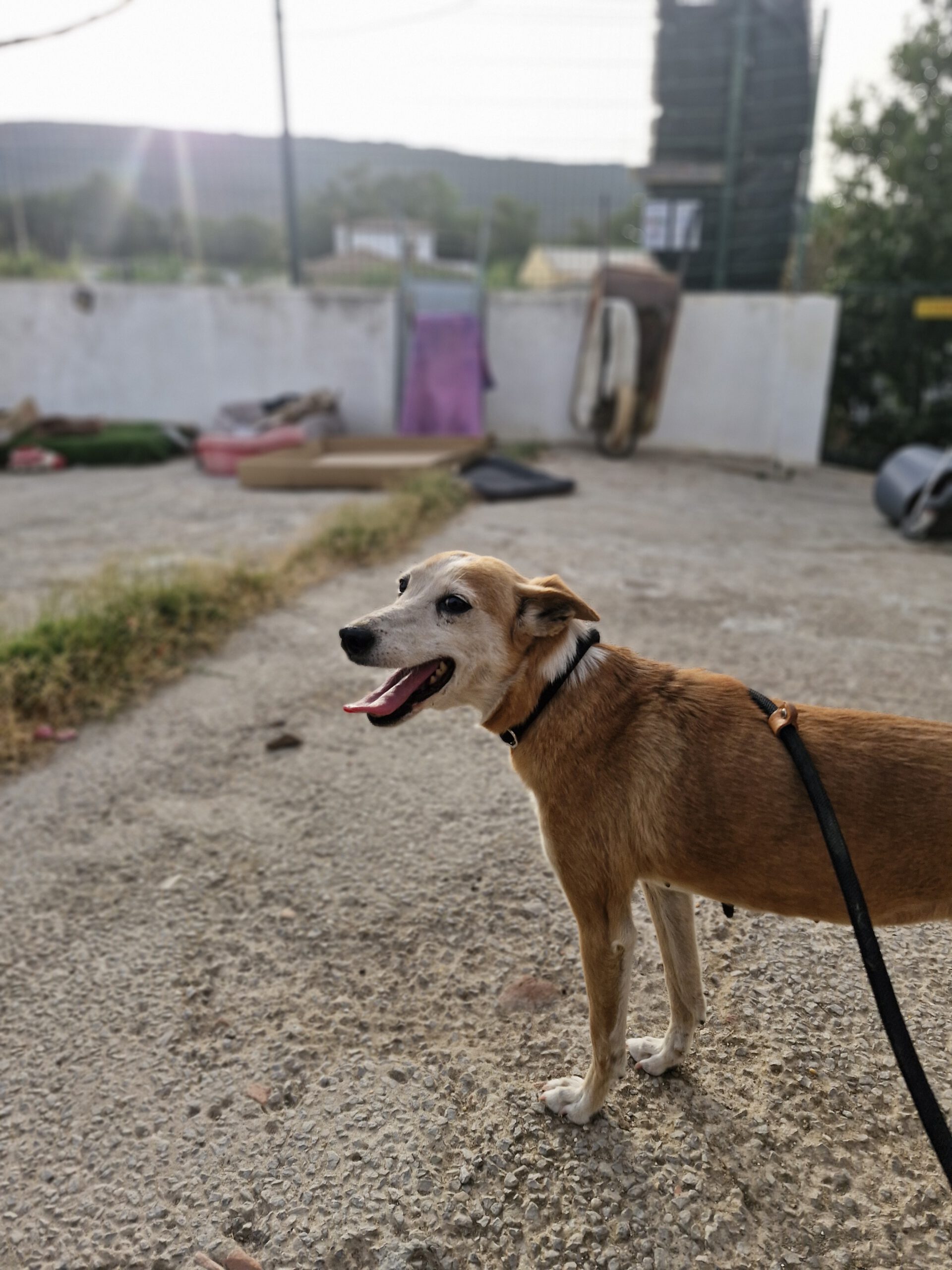 Podenco Chispi, 10/2014, ca. 45 cm