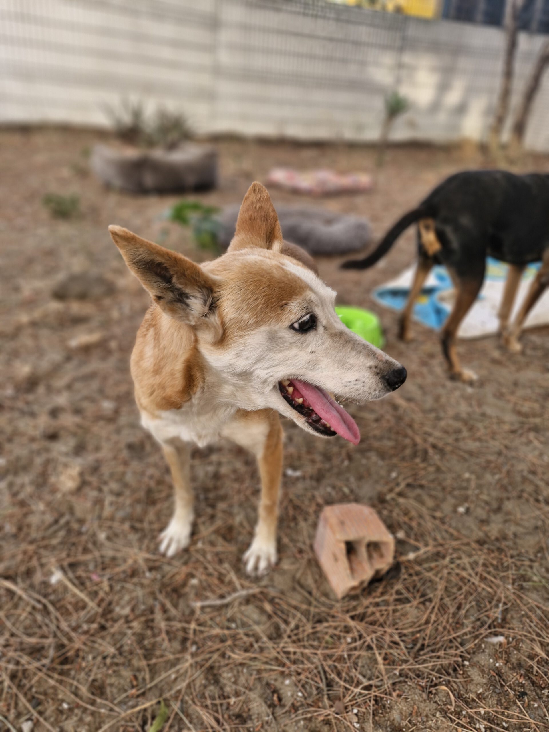 Podenco Chispi, 10/2014, ca. 45 cm