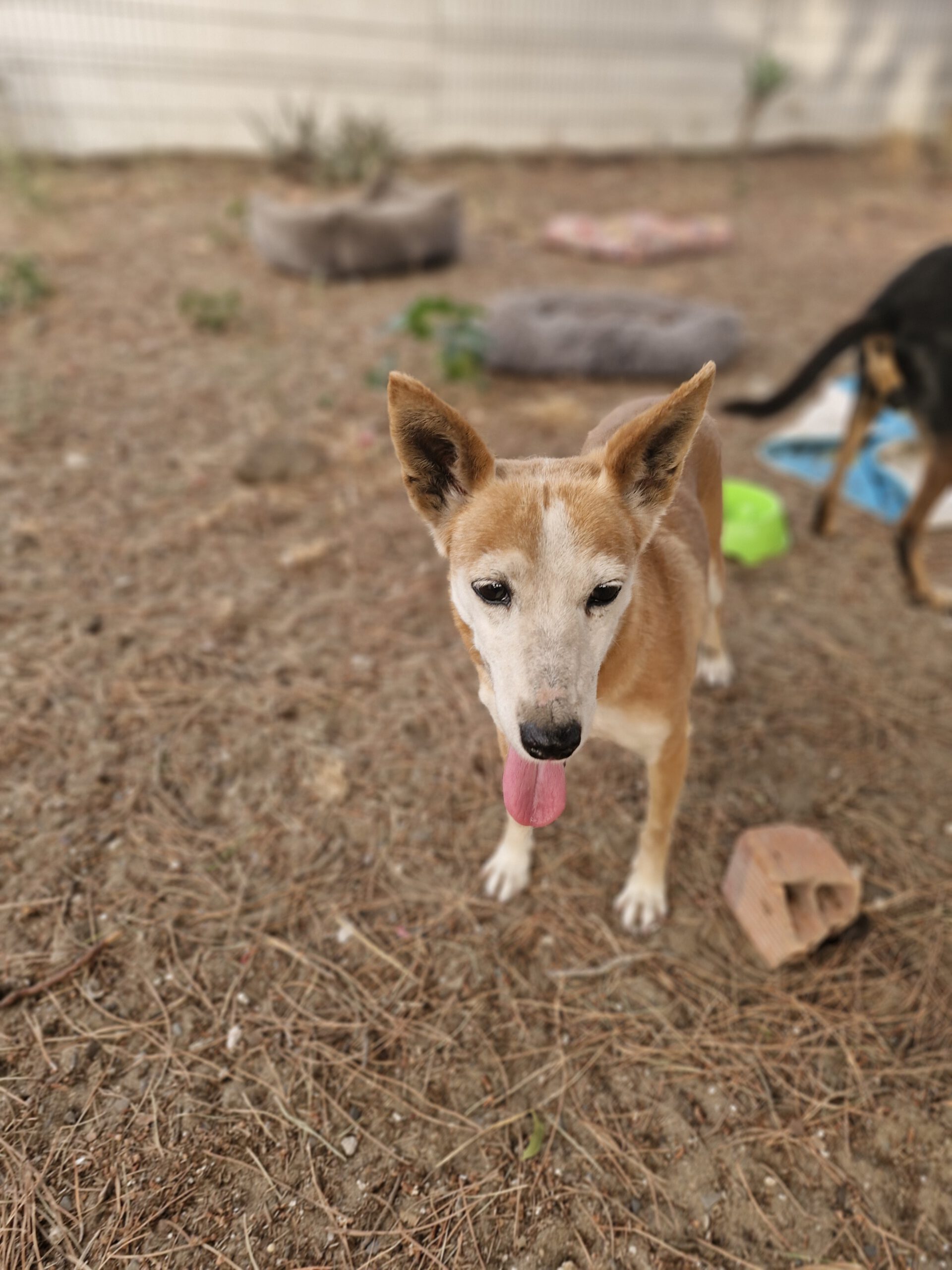 Podenco Chispi, 10/2014, ca. 45 cm