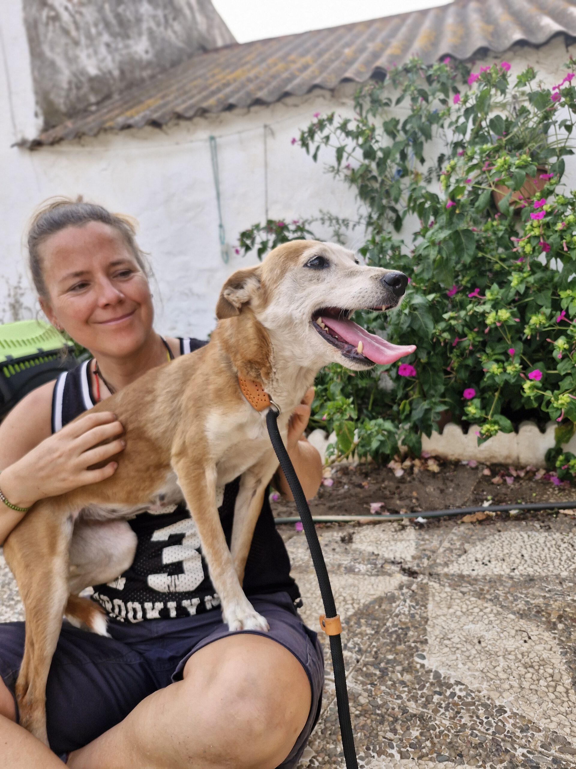 Podenco Chispi, 10/2014, ca. 45 cm