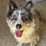 Border Collie Mischling Chloe, 07/2024, ca. 48 cm