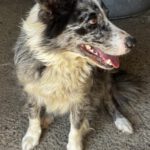 Border Collie Mischling Chloe, 07/2024, ca. 48 cm
