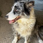 Border Collie Mischling Chloe, 07/2024, ca. 48 cm