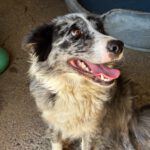 Border Collie Mischling Chloe, 07/2024, ca. 48 cm