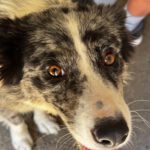 Border Collie Mischling Chloe, 07/2024, ca. 48 cm