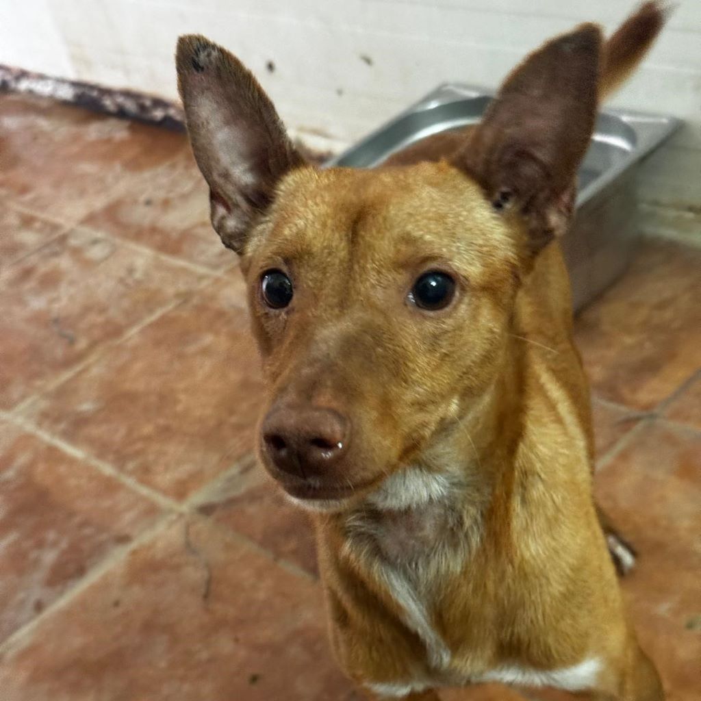 Podenco Chuti, 01/2025, ca. 45 cm